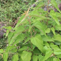 Wissadula periplocifolia (L.) Thwaites